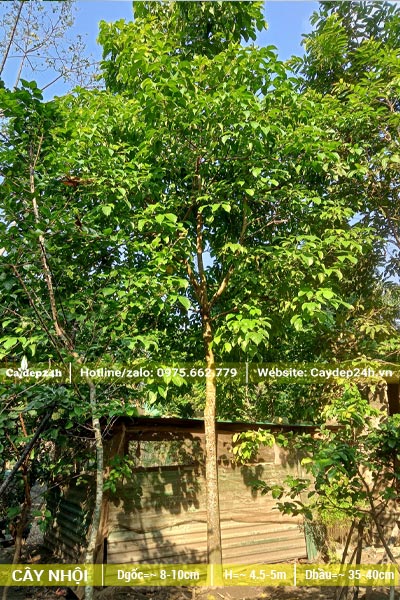 Nhội công trình kích thước nhỏ, đk gốc 5 - 7cm