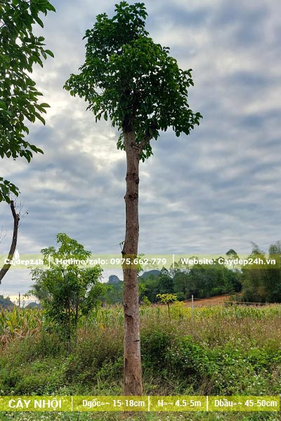 Dâm ủ cây Nhội công trình đk gốc 18cm, thân cao thẳng tắp