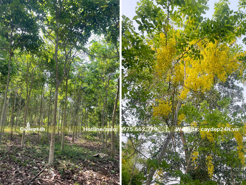 Vườn cây Muồng Hoàng Yến công trình nuôi trồng nhiều năm, vanh 30 - 40