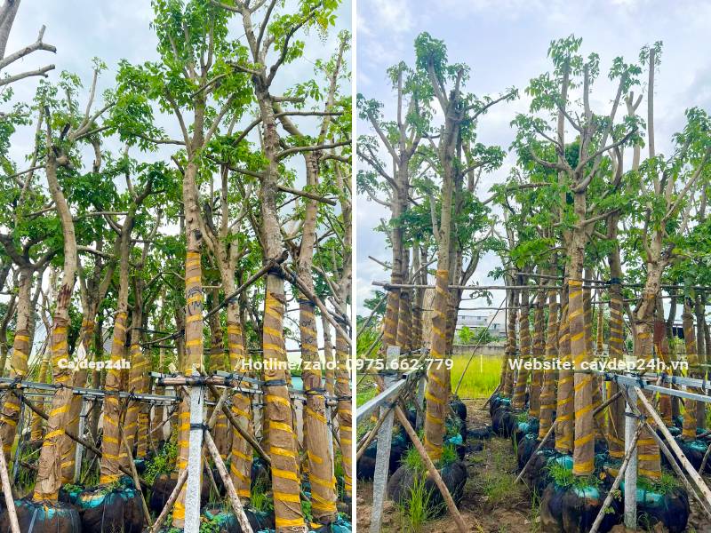 Vườn dâm ủ cây hoa Muồng Hoàng Yến cổ thụ đã bọc sẵn bầu