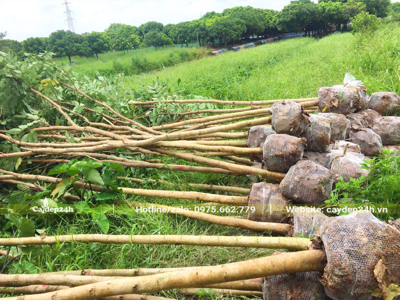 Mới bứng nóng gần 50 cây Muồng Hoàng Yến đường kính gốc 8 - 10cm