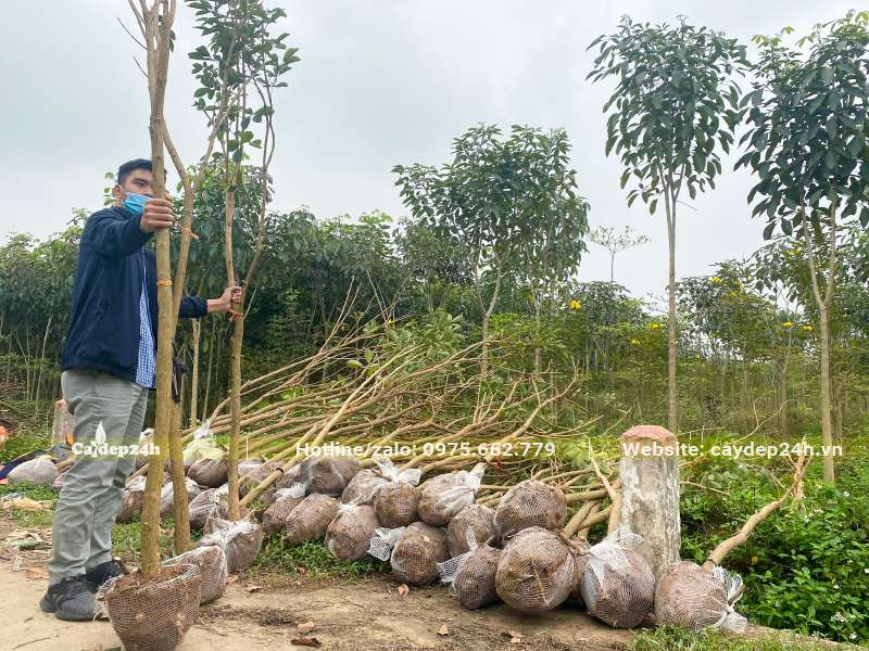Phong Linh hoa vàng bứng nóng vang 10 - 15