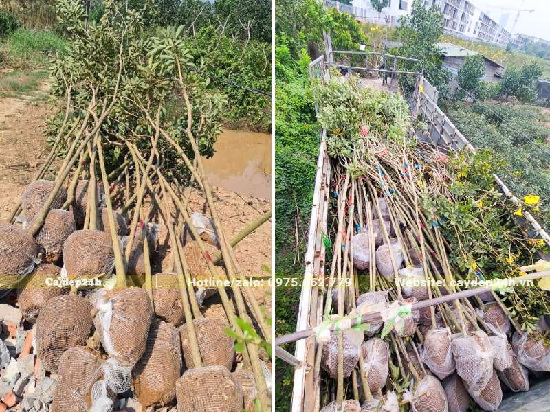 Phong Linh bứng thẳng đường kính bầu khoảng 30cm