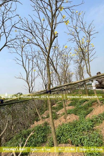 Vườn cây hoa Phong Linh vàng dâm ủ vanh khoảng 20cm