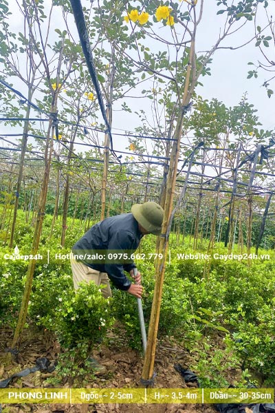 Công nhân đang đào đất, bứng cây phong linh trưởng thành đk gốc 3 - 5cm