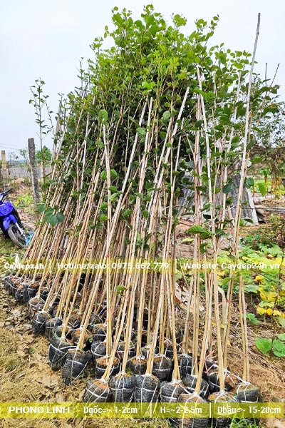 Cây Phong Linh giống chưa vỡ tán, chiều cao trên 2m