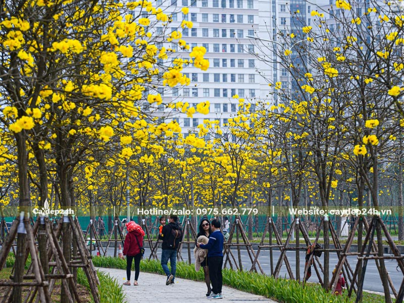 Hàng cây Phong Linh đang nở rộ hoa trên đường phố của khu đô thị cao cấp