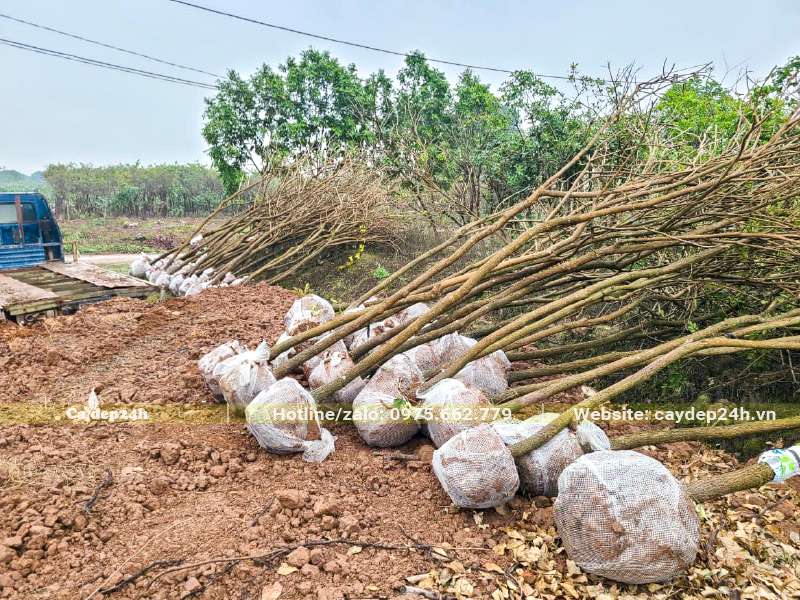 Bứng hàng chục cây Phong Linh trưởng thành đã rụng lá chuẩn bị ra hoa