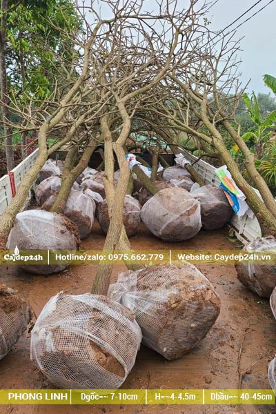 Hàng chục cây Phong Linh đk góc 5cm mới bứng bầu bọc bằng lưới tự tiêu