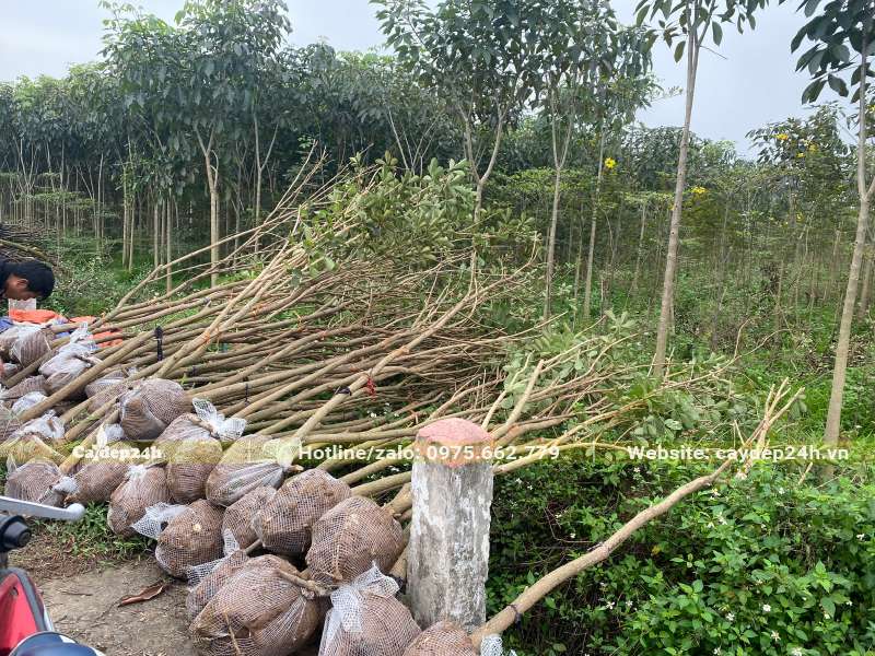 Xếp tập trung cây Phong Linh vàng đường kính gốc 7cm lại với nhau