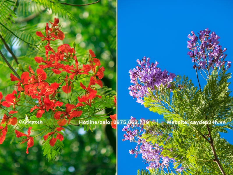 Sắc hoa đẹp cả cây Phượng Vĩ và cây Phượng Tím