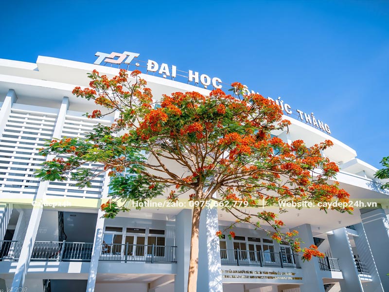 Cây Phượng Vĩ trồng trong sân trường Đại Học