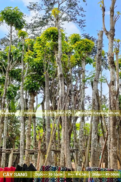 Hàng cây Sang dâm ủ chiều cao khoảng 5 - 6m