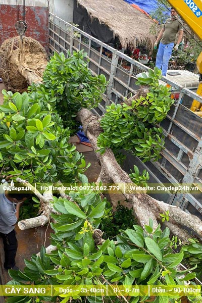 Xếp 2 cây Sang cổ thụ đường kính gốc 40cm lên thùng xe kéo