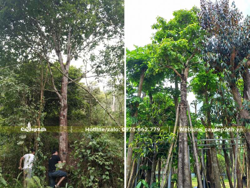 Cách dâm ủ cây Sang công trình cao 5 - 6m