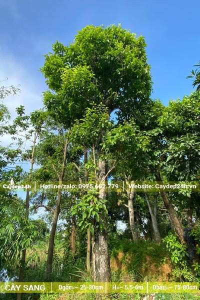 Cây Sang đại thụ dâm ủ nhiều năm