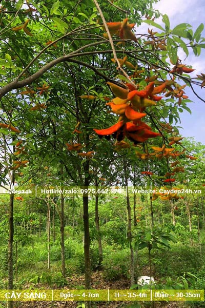 Vườn Sang công trình đk gốc 5cm, cao 5 - 6m