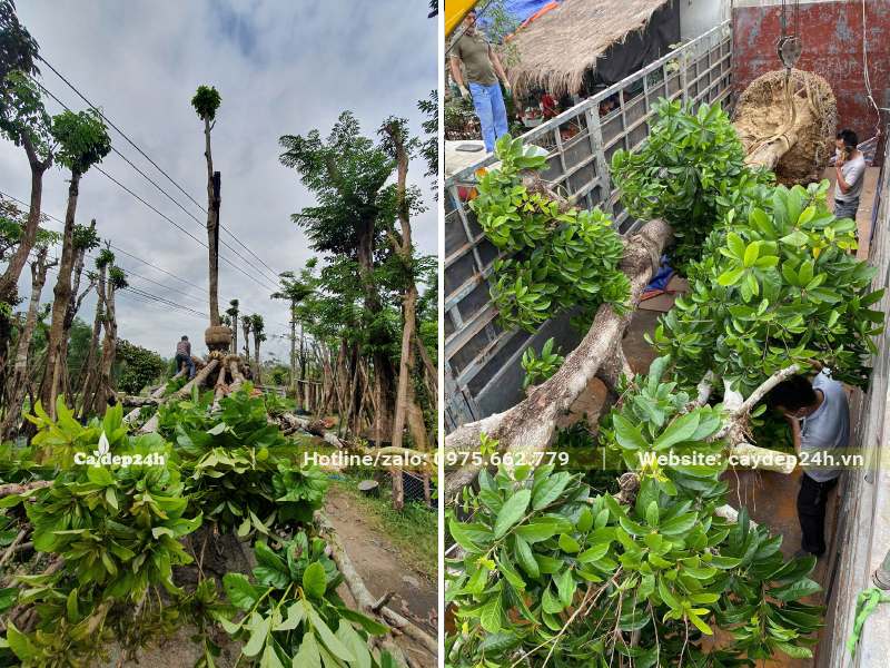 Chuyển cây Sang cổ thụ từ xe tải nhỏ lên xe kéo lớn