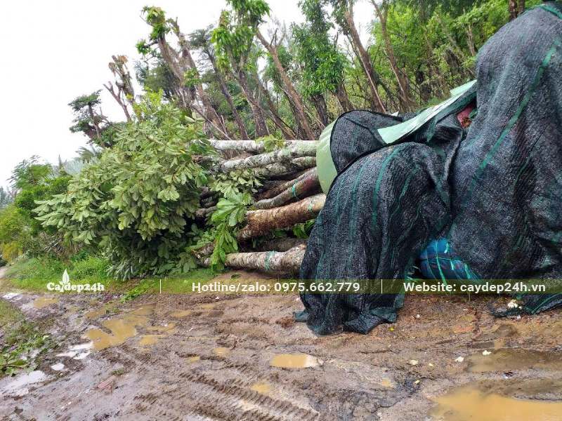 Đống cây Sang công trình đk thân 20cm đo cách gốc 1m được lựa chọn tỉ mỉ