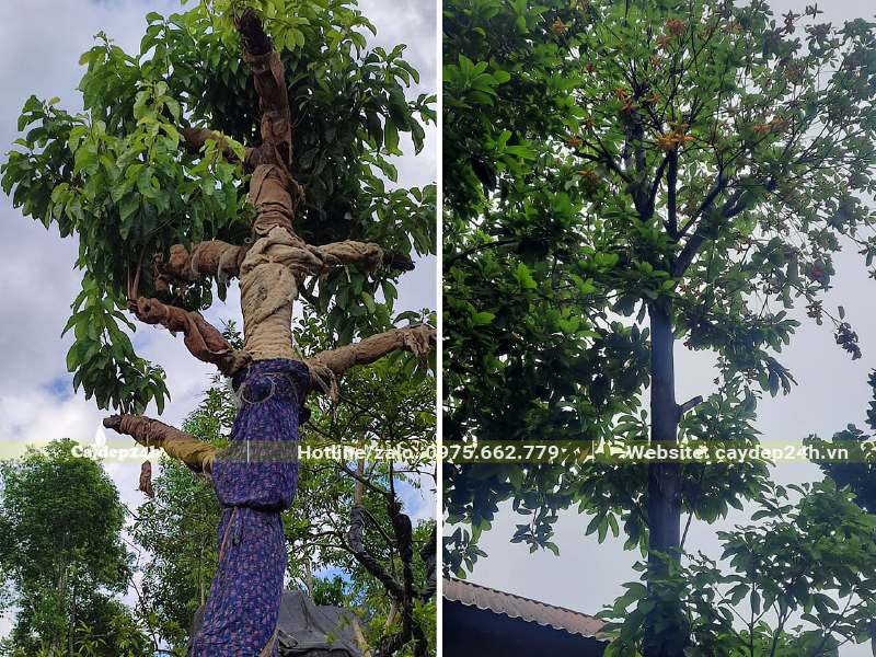 Sang công trình cao lớn, đường kính gốc 20 - 30cm