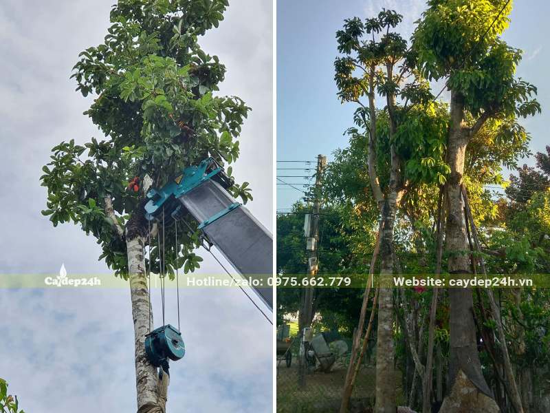 Cẩu cây Sang công trình cao hơn 5m để trồng lấy bóng mát cho nhà máy