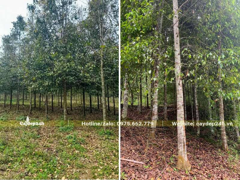 Rừng trồng cây Sao Đen để khai thác gỗ