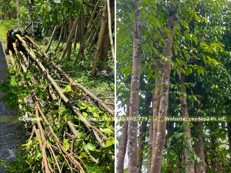 Cây Sao Đen dâm ủ lâu năm đường kính thân khoảng 8 - 12cm đo cách gốc 1m