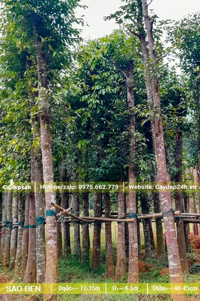 Cây Sao Đen dâm ủ đường kính gốc 15cm, chiều cao từ 5 - 6m