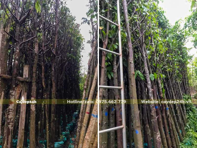 Những hàng Sao Đen dâm ủ cao thẳng, đường kính gốc từ 7 - 10cm