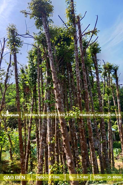 Dâm ủ những cây Sao Đen đk gốc 10cm