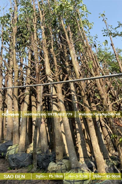 Tay cành tỉa đẹp, giữ lại 20 - 30cm