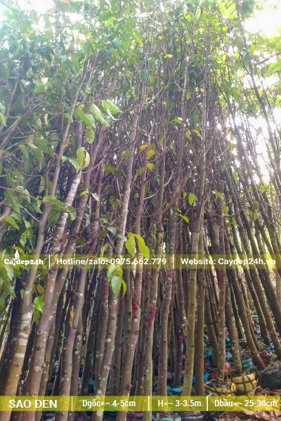 Cây Sao Đen cao 5m, đk gốc 5cm