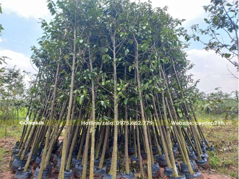 Một đống lớn cây Sao Đen cao 3m, đang hình thành khung cành cơ bản