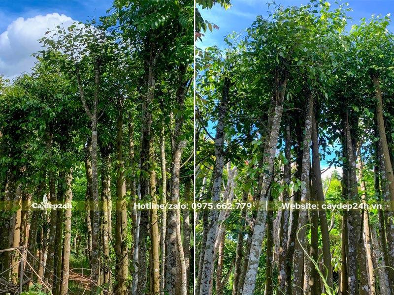 Vườn cây Sao Đen công trình thẳng đẹp, đường kính thân từ 12 - 15cm (đo cách gốc 1m)