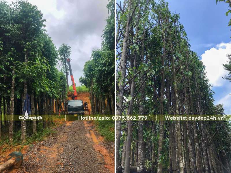 Chọn cây từ vườn dâm ủ, chiều cao trên 6m, đường kính gốc hơn 10cm