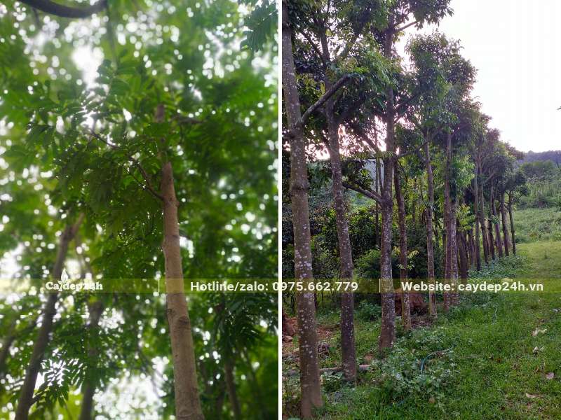 Cây Sấu dâm ủ lâu năm đường kính thân 8 - 12cm đo cách gốc 1m