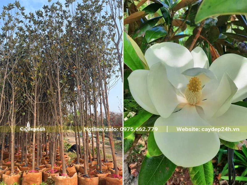 Dưỡng, chuyển đảo số lượng lớn cây Sen Đất đường kính gốc 5 - 7cm