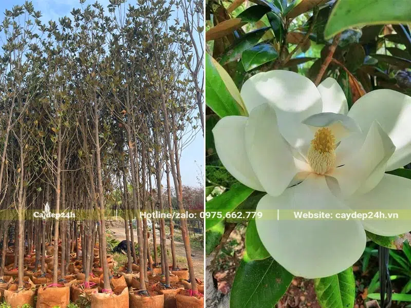 Dưỡng, chuyển đảo số lượng lớn cây Sen Đất đường kính gốc 5 - 7cm