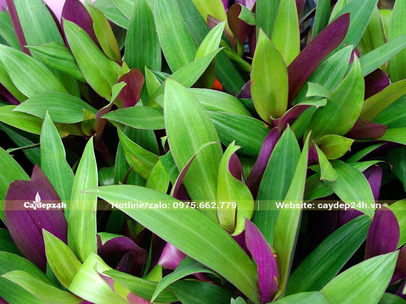 Cây Sống Đời trồng và trang trí bên trên các ngôi mộ