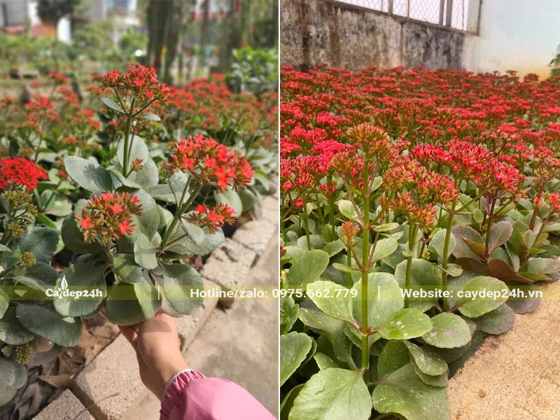 Vườn nhân giống và trồng cây Sống Đời trồng ở mộ, chiều cao khoảng 20 - 40cm