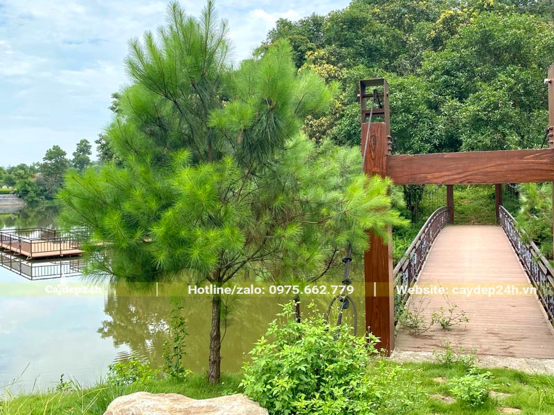 Cây Thông Mã Vĩ trồng ở công viên nghĩa trang