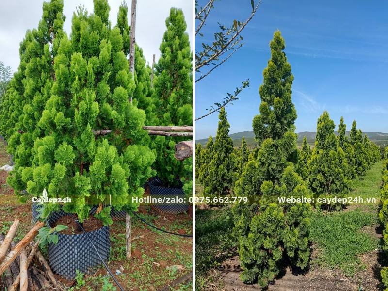 Cây Trắc bách Diệp chiều cao gần 3m có cả cây dâm ủ và cây đánh thẳng