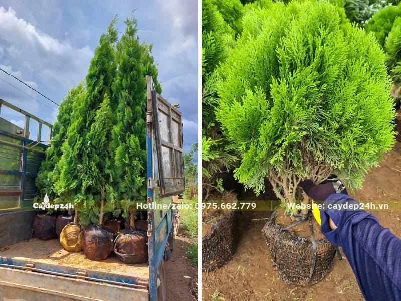 Chọn và vận chuyển cây Trắc Bắc Diệp từ nhà vườn ở Thái Bình