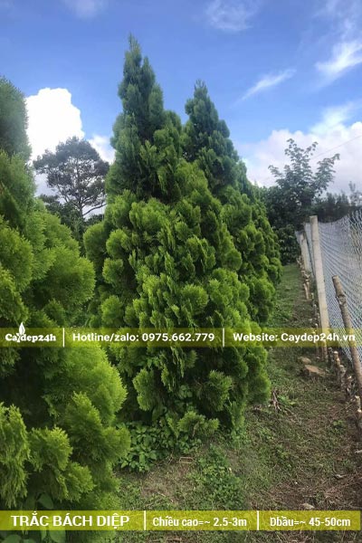 Trắc Bách Diệp cao hơn 3m, tán hình tháp