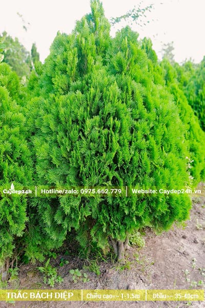 Những hàng Trắc Bách Diệp hình nón, cao hơn 1m