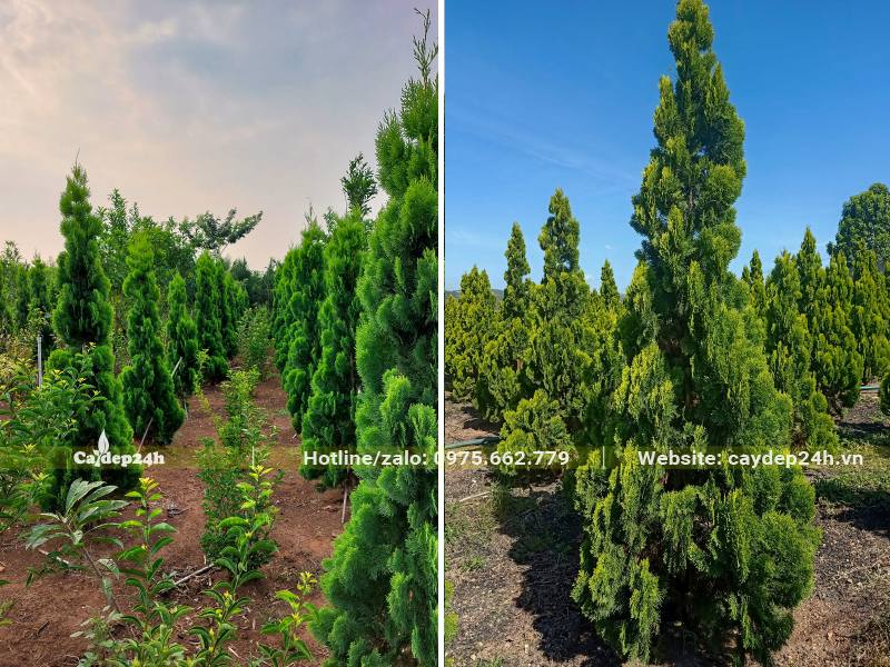 Những hàng cây Trắc Bắc Diệp cao 2 - 3m tại vườn trồng