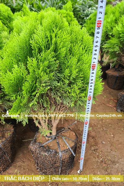 Cây giống Trắc Bách Diệp cao 60cm