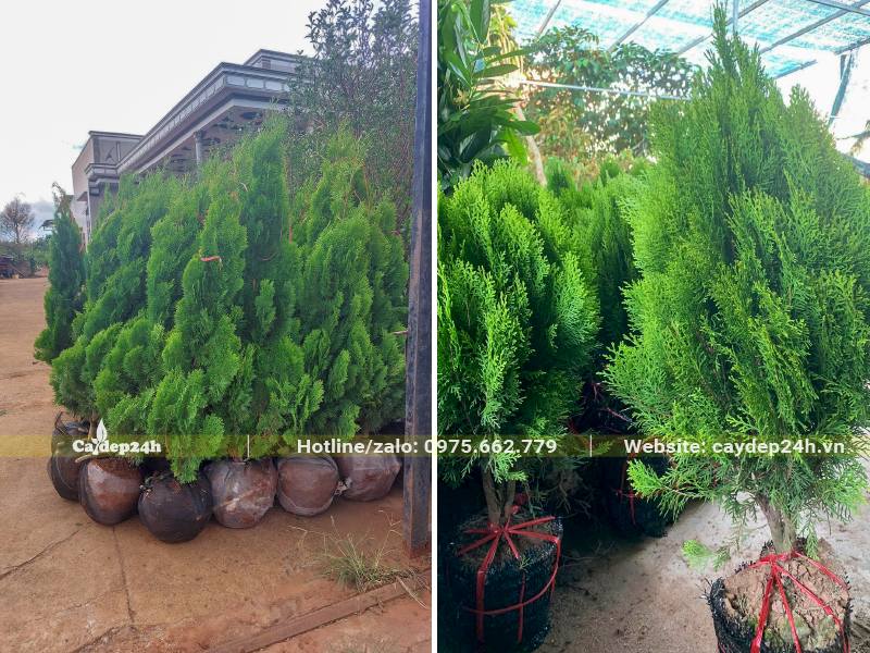 Tập kết cây Trắc Bách Diệp cao 2m và cây cao 1m