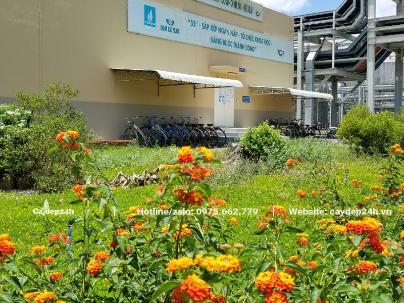 Cây hoa Ngũ Sắc trồng trong khuôn viên nhà máy