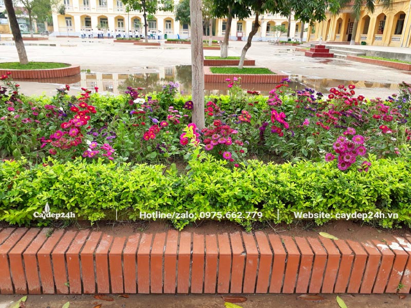 Trồng hoa và cây chuỗi ngọc trong bồn đất